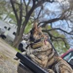 Apache Pines RV Park