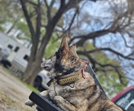 Apache Pines RV Park