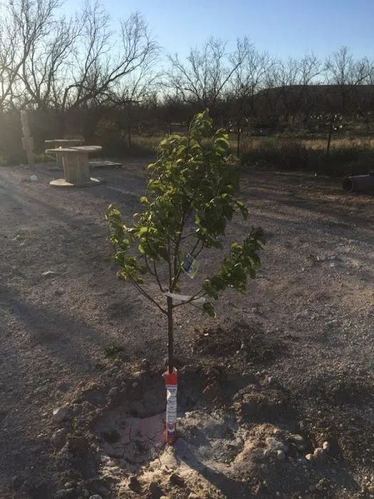 West Concho RV Picture 8