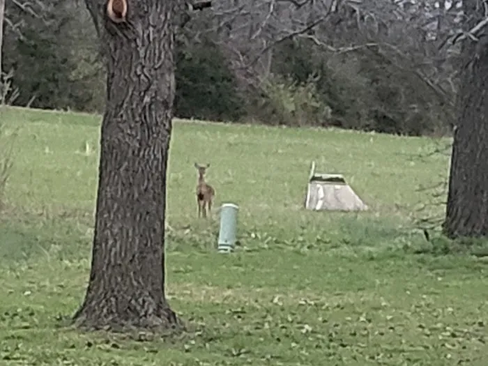 Whispering Pines Mobile Home park Picture 1