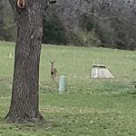 Whispering Pines Mobile Home park