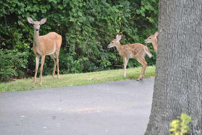 Colony Cove Mobile Home Parklot 32 Picture 4