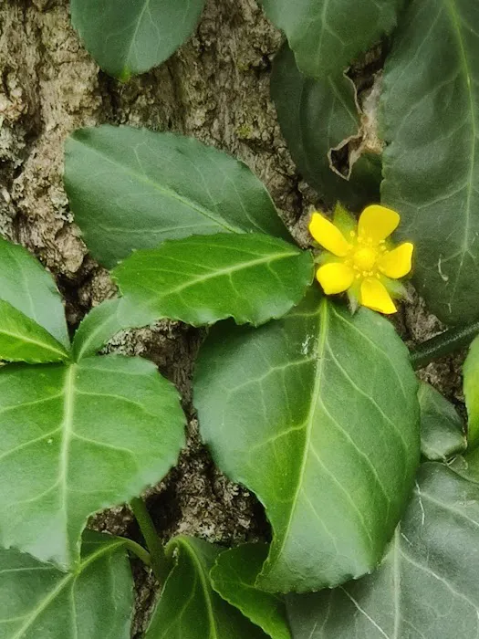 Colony Cove Mobile Home Parklot 32 Picture 5