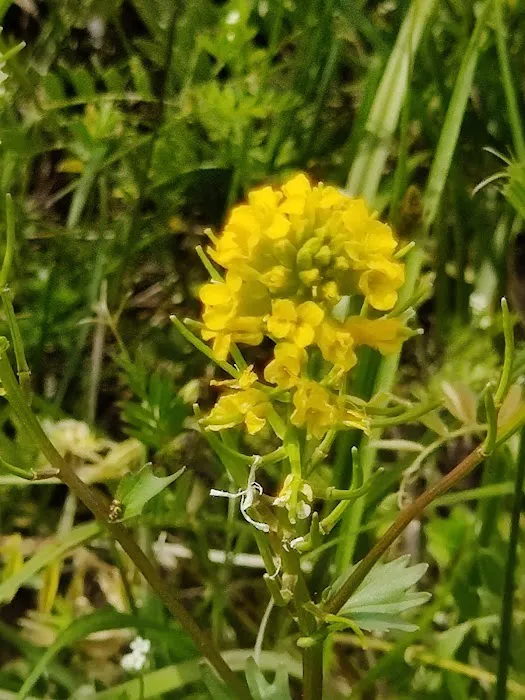 Colony Cove Mobile Home Parklot 32 Picture 6