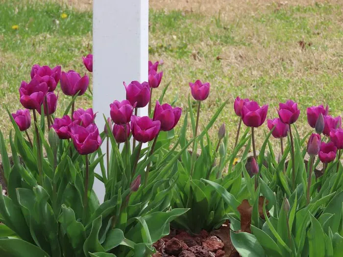 Springfield Farms Picture 3