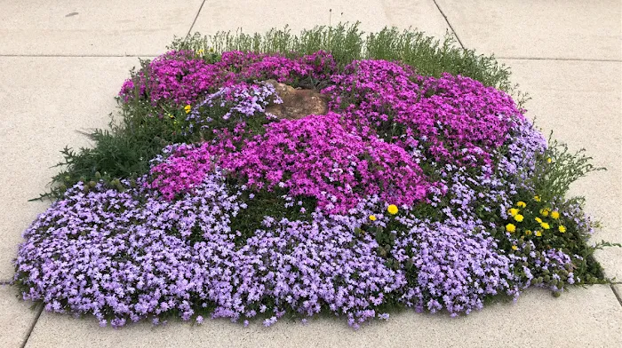 Springfield Farms Picture 6