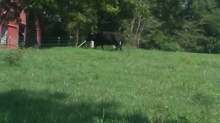 Springfield Farms Picture 10