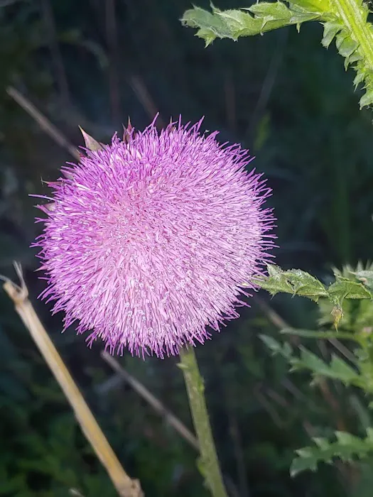 Willow Creek Mobile Home Park Picture 5