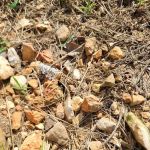 Prospect Park Mobile Home Community