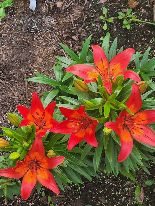 Briarwood Mobile Home Community Picture 8