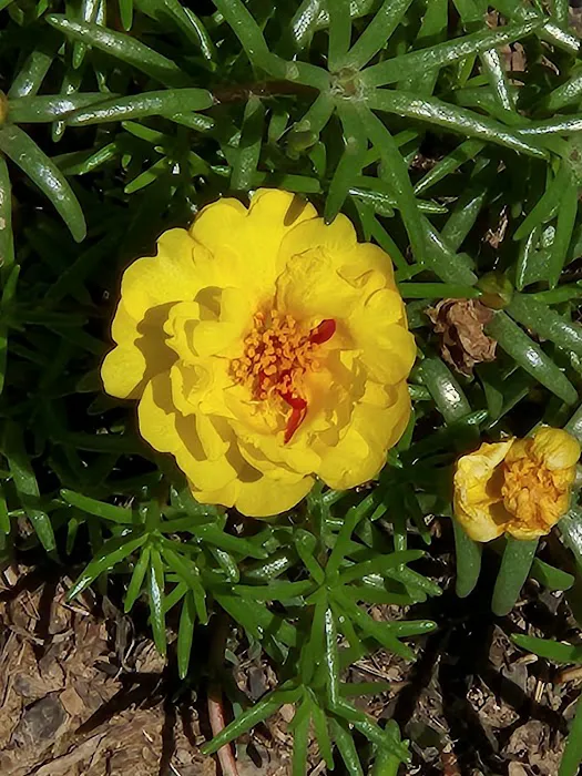 Briarwood Mobile Home Community Picture 6