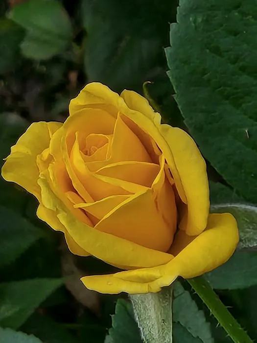 Briarwood Mobile Home Community Picture 7