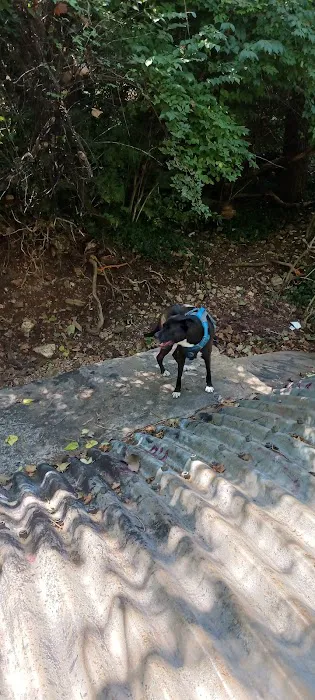 Forest Cove South Picture 5