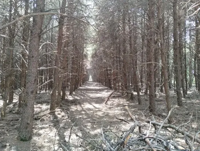 Peacock Pines RV Park Picture 2