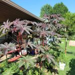 Lakeshore RV & Mobile Home Park