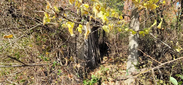 Strafford RV Park Picture 4