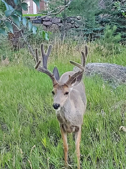 Rustic Meadows Picture 2