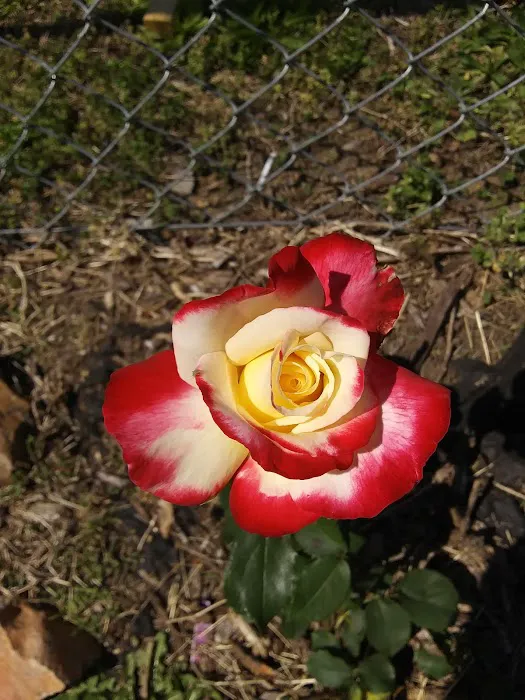 Country Acres Mobile Home Community Picture 10