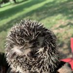 Mans-Village Mobile Home Park