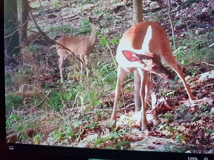 Indian Springs Park Picture 4