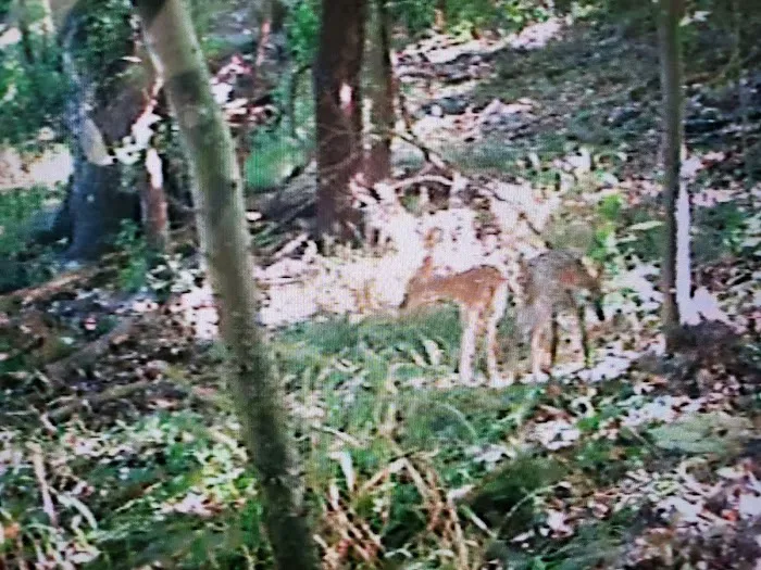 Indian Springs Park Picture 5