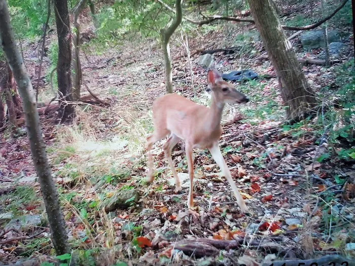 Indian Springs Park Picture 9