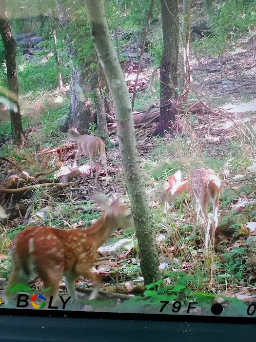 Indian Springs Park Picture 7