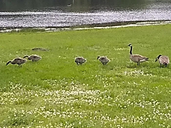 Lake Meadows RV Park Picture 2