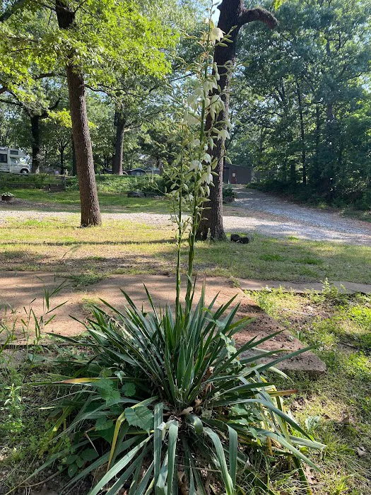 The Dam RV Park Picture 6