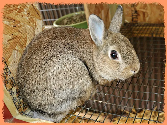 Pheasant Acres RV Park Picture 6