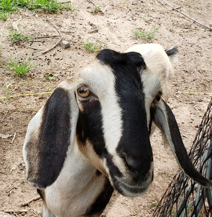 Seidels RV Park and Campground Picture 8