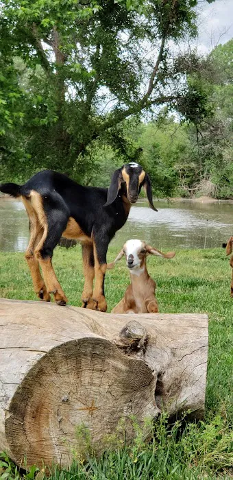 Seidels RV Park and Campground Picture 10