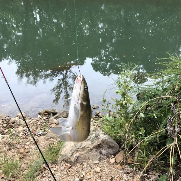 Cedar Mere Riverside Picture 3