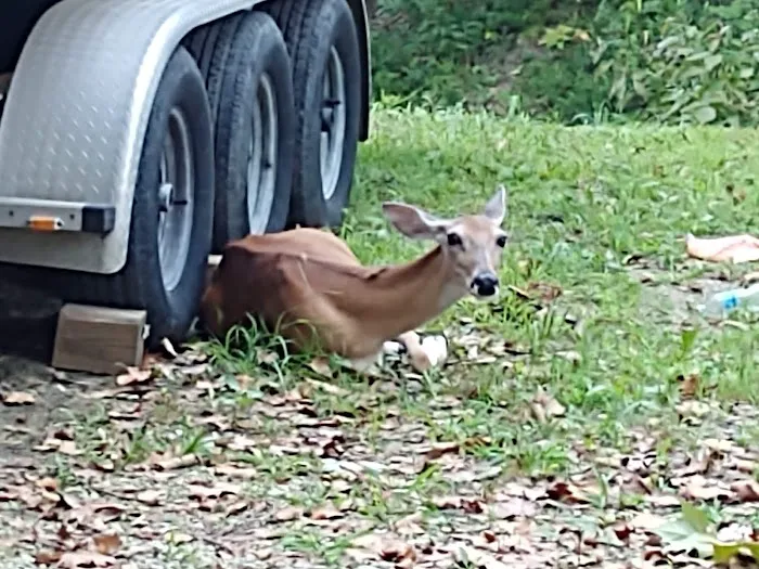 Deer Valley Park Picture 7