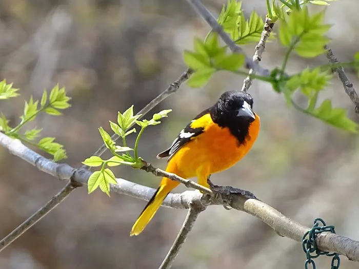 Osage Beach RV Park Picture 7