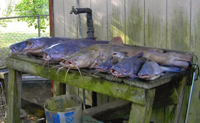 Truman Lake Resort RV Park Picture 5