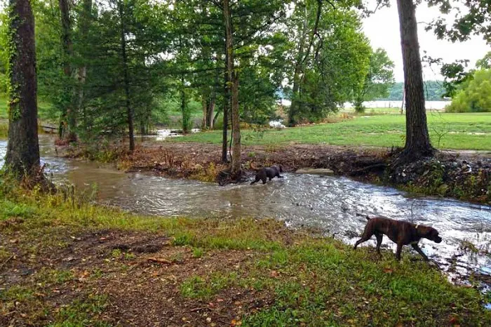 Turkey Creek RV Park Picture 4