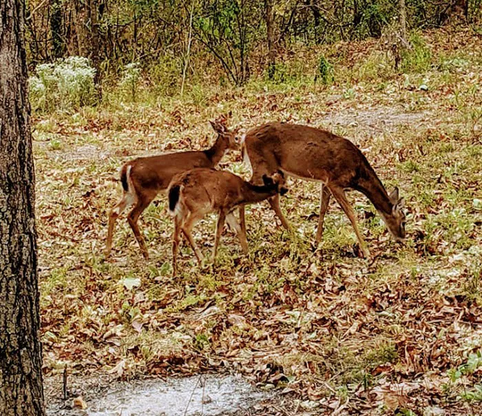 Santa Fe Springs Rv Park Picture 6