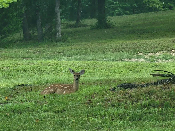 Santa Fe Springs Rv Park Picture 9