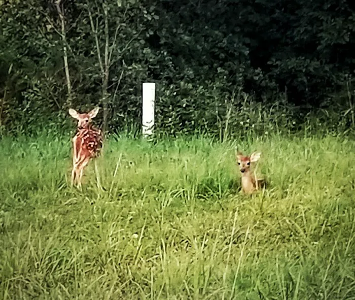 Country Lakes RV Resort Picture 5