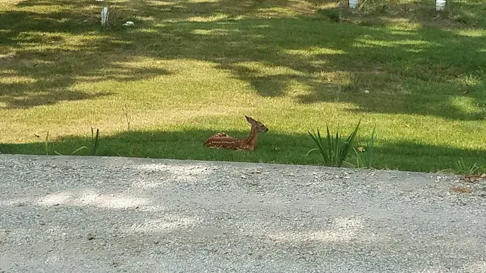 Paddlefish Point RV Park Picture 3