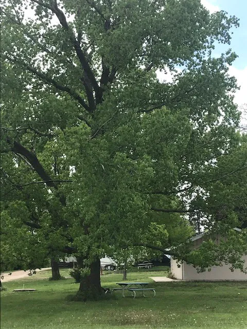 Cottonwood Grove RV Campground Picture 4