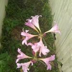 Sleepy Hollow Mobile Home Park