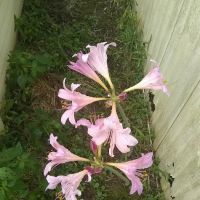 Sleepy Hollow Mobile Home Park ico