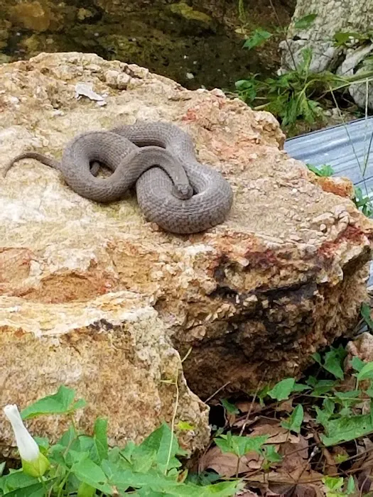 Spring Branch Park Picture 7