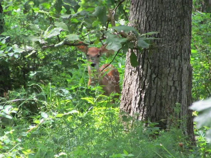 Hoot N Hollar RV Park Picture 10