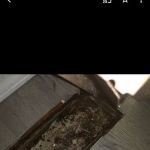 Shamrock place trailer park