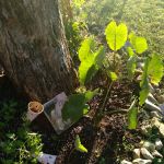 Avery Mobile Home Park