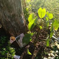 Avery Mobile Home Park ico