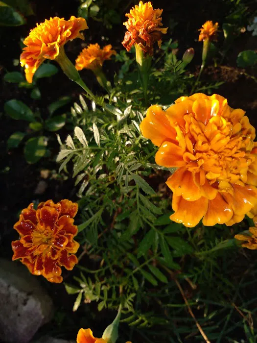 Avery Mobile Home Park Picture 2